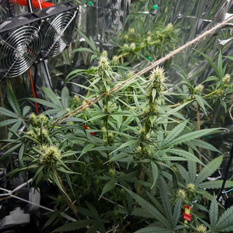 O.G. Kush Mainlining (first time🤞🏻) growlog timeline photo