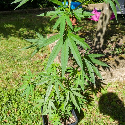 OG Kush Clone (1 time) growlog timeline photo