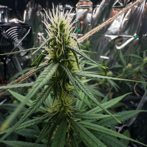 O.G. Kush Mainlining (first time🤞🏻) growlog timeline photo
