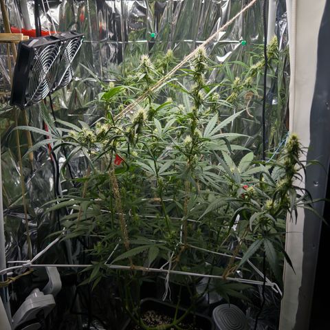 O.G. Kush Mainlining (first time🤞🏻) growlog timeline photo