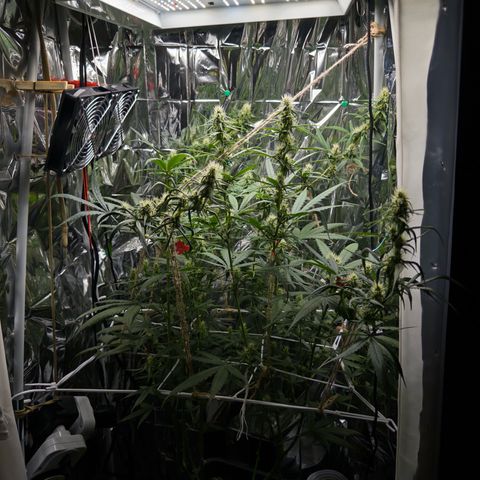O.G. Kush Mainlining (first time🤞🏻) growlog timeline photo