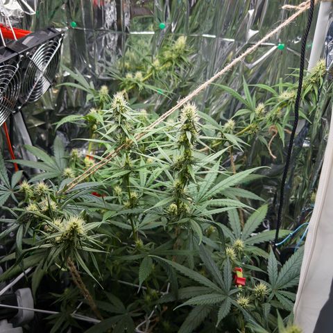 O.G. Kush Mainlining (first time🤞🏻) growlog timeline photo