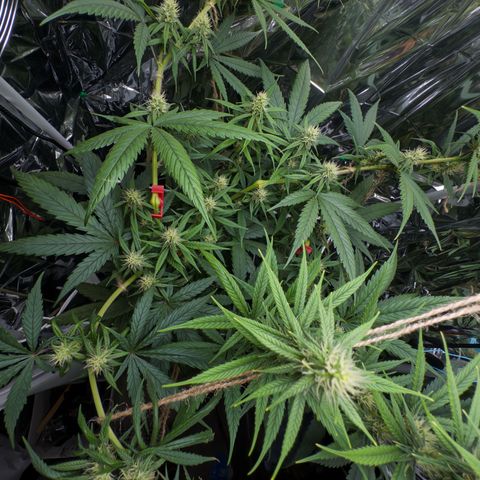 O.G. Kush Mainlining (first time🤞🏻) growlog timeline photo