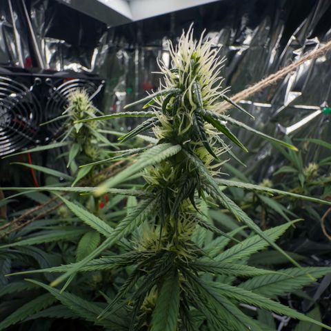 O.G. Kush Mainlining (first time🤞🏻) growlog timeline photo