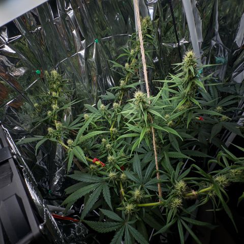 O.G. Kush Mainlining (first time🤞🏻) growlog timeline photo