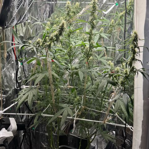 O.G. Kush Mainlining (first time🤞🏻) growlog timeline photo