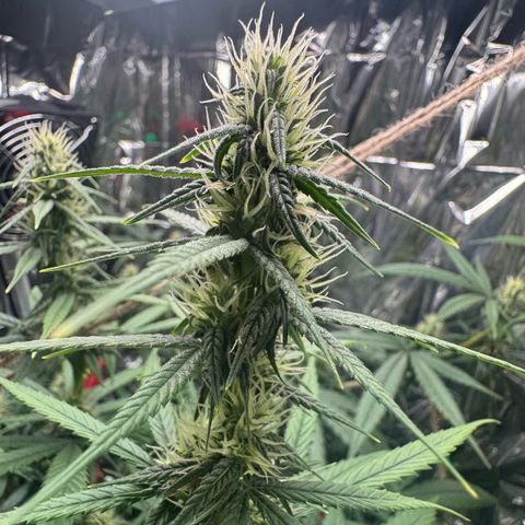 O.G. Kush Mainlining (first time🤞🏻) growlog timeline photo