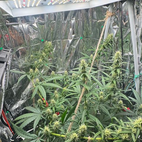 O.G. Kush Mainlining (first time🤞🏻) growlog timeline photo