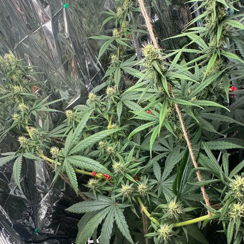 O.G. Kush Mainlining (first time🤞🏻) growlog timeline photo