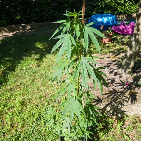 OG Kush Clone (1 time) growlog timeline photo