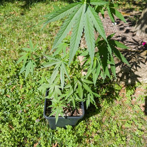 OG Kush Clone (1 time) growlog timeline photo