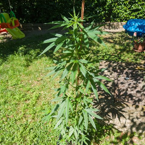 OG Kush Clone (1 time) growlog timeline photo