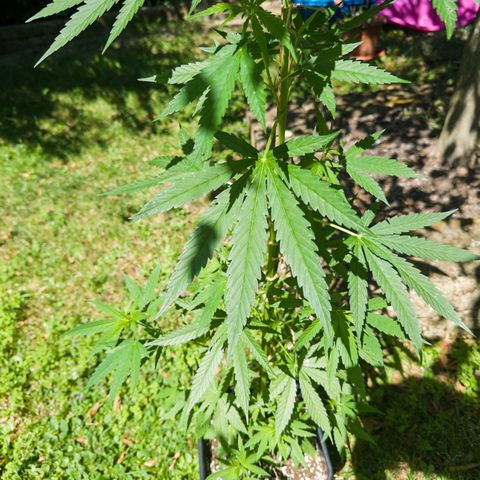 OG Kush Clone (1 time) growlog timeline photo