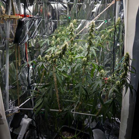 O.G. Kush Mainlining (first time🤞🏻) growlog timeline photo