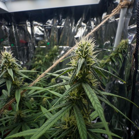 O.G. Kush Mainlining (first time🤞🏻) growlog timeline photo
