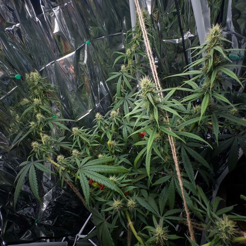 O.G. Kush Mainlining (first time🤞🏻) growlog timeline photo
