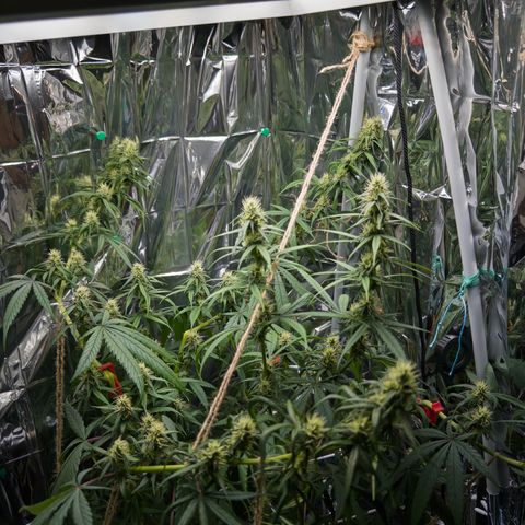 O.G. Kush Mainlining (first time🤞🏻) growlog timeline photo