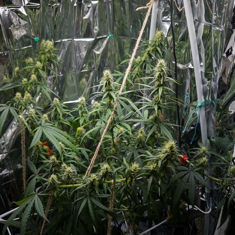 O.G. Kush Mainlining (first time🤞🏻) growlog timeline photo