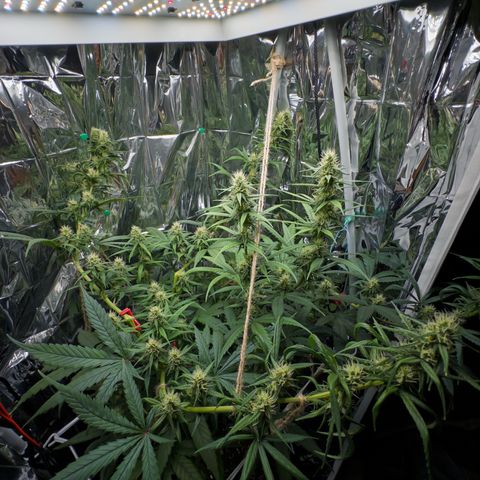 O.G. Kush Mainlining (first time🤞🏻) growlog timeline photo