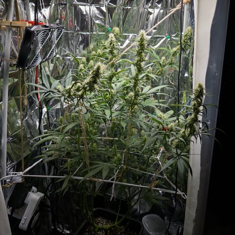 O.G. Kush Mainlining (first time🤞🏻) growlog timeline photo