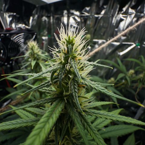O.G. Kush Mainlining (first time🤞🏻) growlog timeline photo