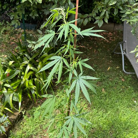 OG Kush Clone (1 time) growlog timeline photo