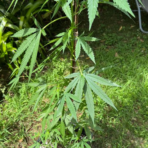 OG Kush Clone (1 time) growlog timeline photo