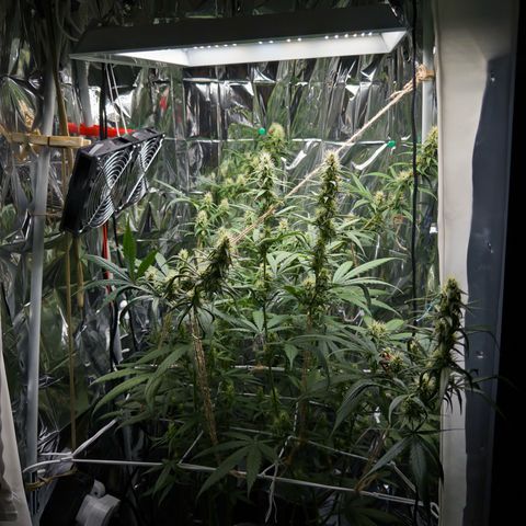 O.G. Kush Mainlining (first time🤞🏻) growlog timeline photo