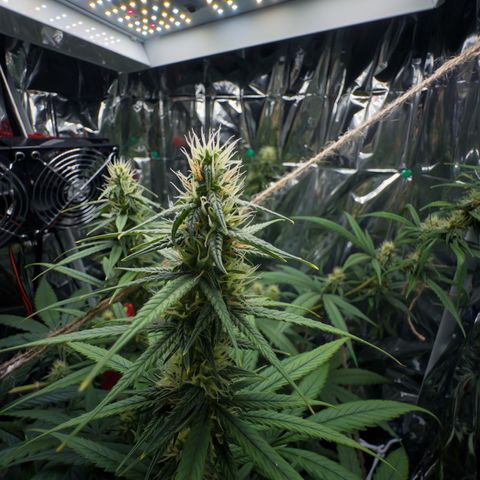 O.G. Kush Mainlining (first time🤞🏻) growlog timeline photo