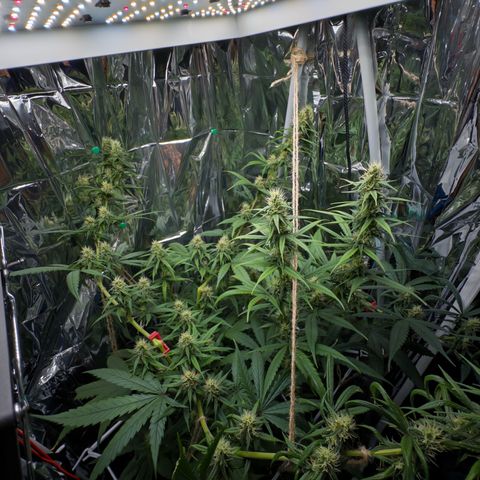 O.G. Kush Mainlining (first time🤞🏻) growlog timeline photo