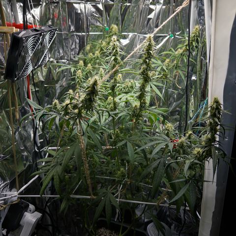 O.G. Kush Mainlining (first time🤞🏻) growlog timeline photo