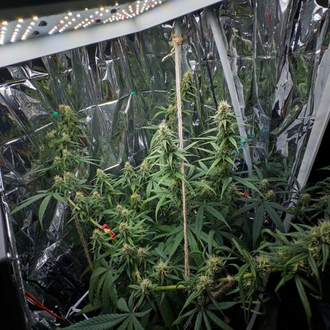 O.G. Kush Mainlining (first time🤞🏻) growlog timeline photo