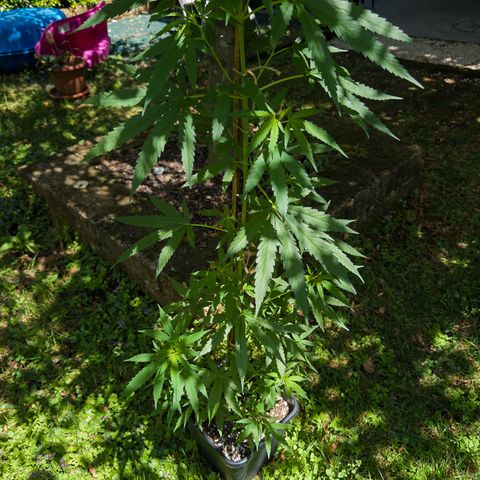 OG Kush Clone (1 time) growlog timeline photo