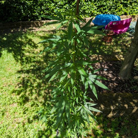 OG Kush Clone (1 time) growlog timeline photo