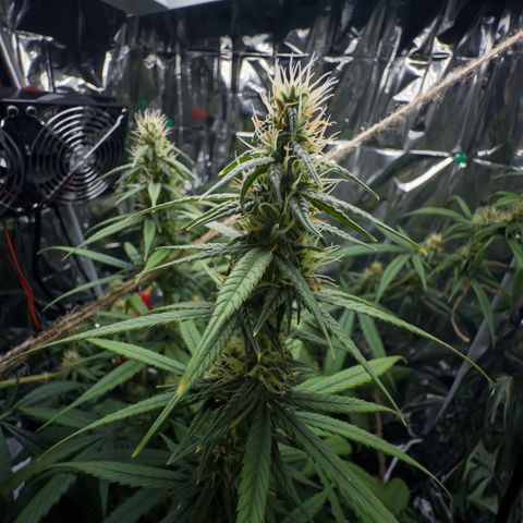 O.G. Kush Mainlining (first time🤞🏻) growlog timeline photo