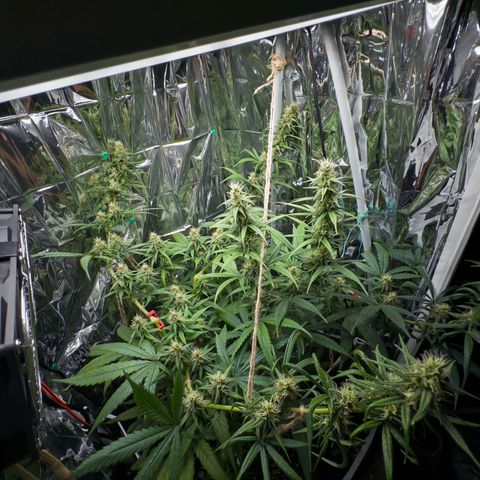 O.G. Kush Mainlining (first time🤞🏻) growlog timeline photo
