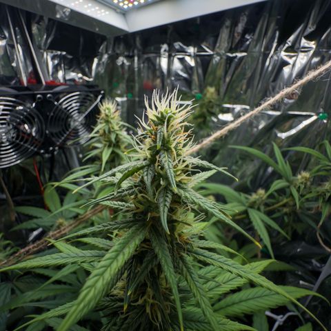 O.G. Kush Mainlining (first time🤞🏻) growlog timeline photo