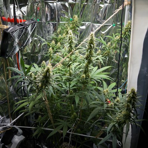 O.G. Kush Mainlining (first time🤞🏻) growlog timeline photo