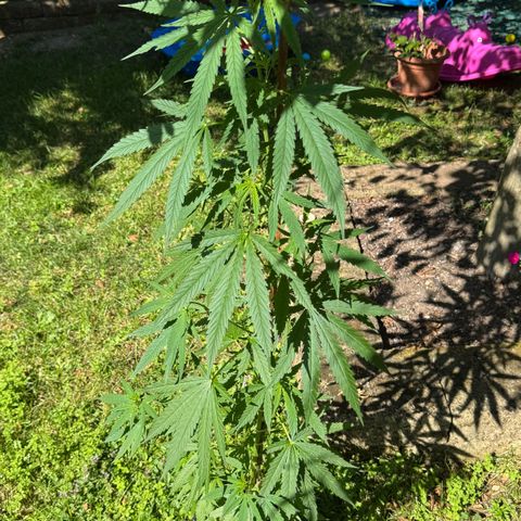 OG Kush Clone (1 time) growlog timeline photo