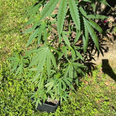 OG Kush Clone (1 time) growlog timeline photo