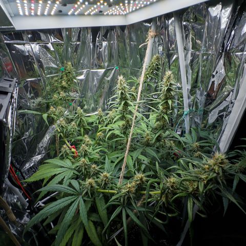 O.G. Kush Mainlining (first time🤞🏻) growlog timeline photo