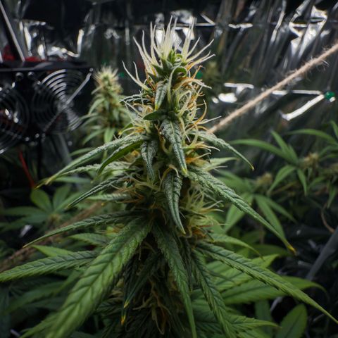 O.G. Kush Mainlining (first time🤞🏻) growlog timeline photo