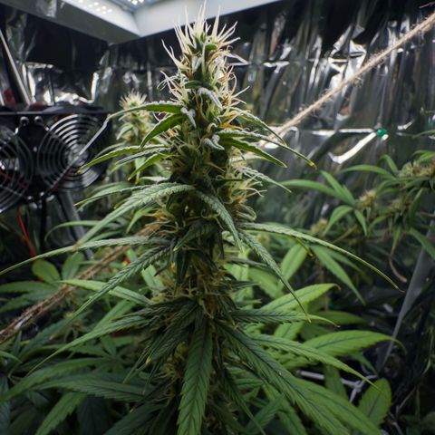 O.G. Kush Mainlining (first time🤞🏻) growlog timeline photo