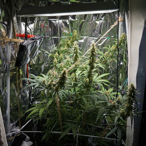 O.G. Kush Mainlining (first time🤞🏻) growlog timeline photo