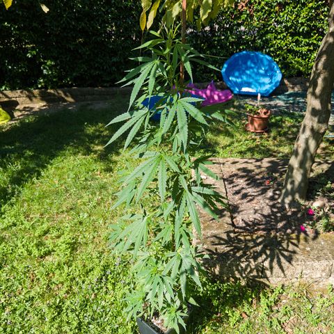 OG Kush Clone (1 time) growlog timeline photo