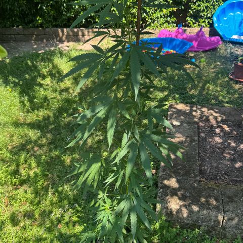 OG Kush Clone (1 time) growlog timeline photo