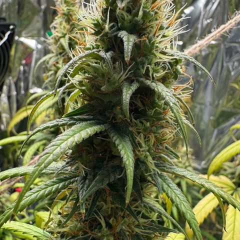 O.G. Kush Mainlining (first time🤞🏻) growlog timeline photo