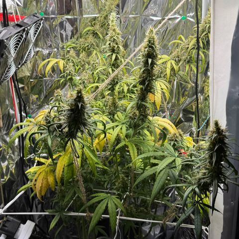 O.G. Kush Mainlining (first time🤞🏻) growlog timeline photo