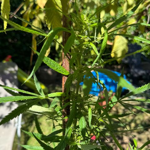 OG Kush Clone (1 time) growlog timeline photo