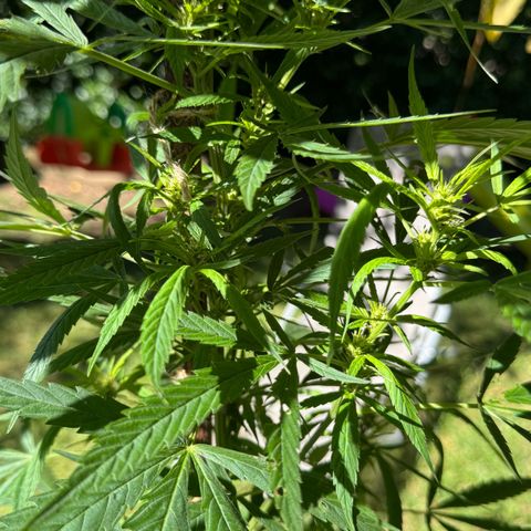 OG Kush Clone (1 time) growlog timeline photo